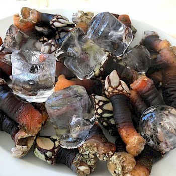 Percebes